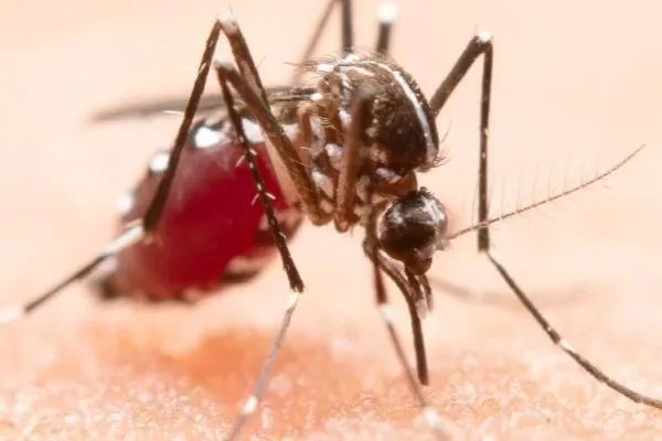 13 Hea;ltDigest - What is Severe Dengue